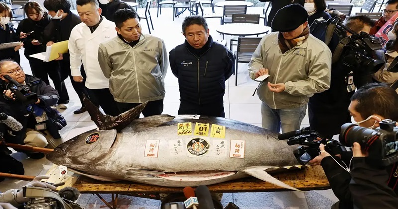 এক টুনা মাছের দাম ১৬ কোটি টাকা