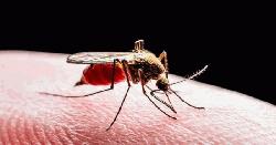 চাঁপাইনবাবগন্জ পৌরএলাকায়  মশার অত্যাচার অতিষ্ঠ জনজীবন