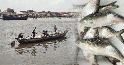 ইলিশ আহরণে বড় পতন, বছরের ব্যবধানে ২৩ শতাংশ হ্রাস