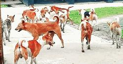 ঝিকরগাছায় বেওয়ারিশ কুকুরের কামড়ে জনমনে আতঙ্ক