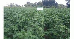 ঝিকরগাছায় তুলা উৎপাদনে বাম্পার ফলনের সম্ভাবনা