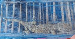 তক্ষক সহ এক পাচারকারীকে আটক করেছ কোস্ট গার্ড পশ্চিম জোন