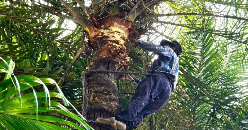 খেজুর গাছে উঠে রস সংগ্রহের প্রস্তুতিতে ব্যস্ত মতলব উত্তরের গাছি গোলাম হোসেন