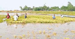 চাঁপাইনবাবগঞ্জের গোমস্তাপুরে উজানের ঢলে ৪৫০ বিঘা ধান ক্ষতির মুখে