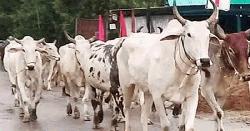  চাঁপাইনবাবগঞ্জে ভারতীয় গরুর চাপে স্থানীয় খামারীরা!
