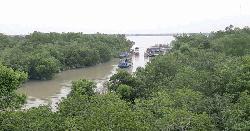 প্রজনন সুরক্ষায় ৩ মাসের জন্য বন্ধ হচ্ছে সুন্দরবন